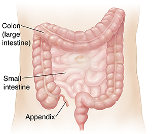 normal appendix