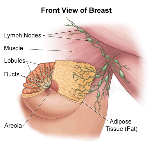 Front view of Breast