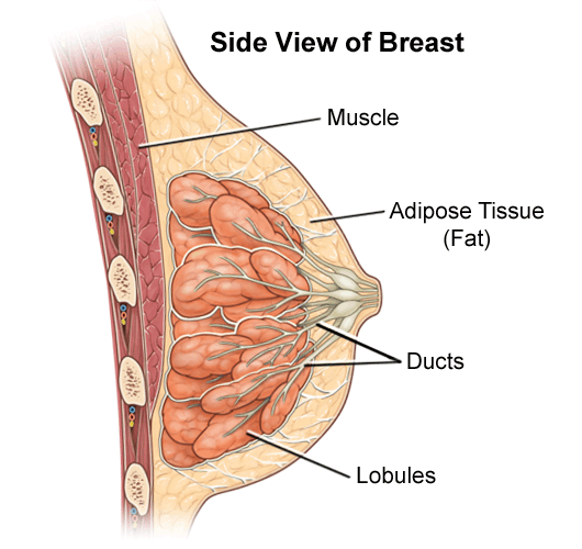 Side View of Breast