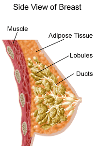 sideviewofbreast